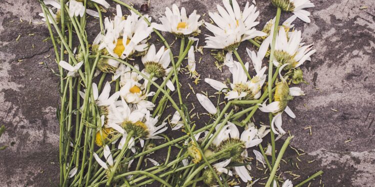 Source: https://www.pexels.com/id-id/foto/bunga-bunga-diinjak-injak-hancur-kematian-2009/